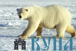 Арктический университет: возрождение Русского Севера
