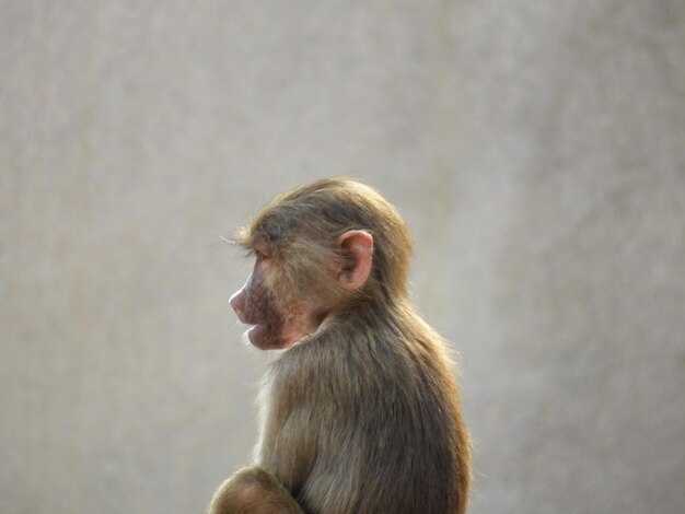 Что происходит в голове у шимпанзе: как узнать о чем они думают