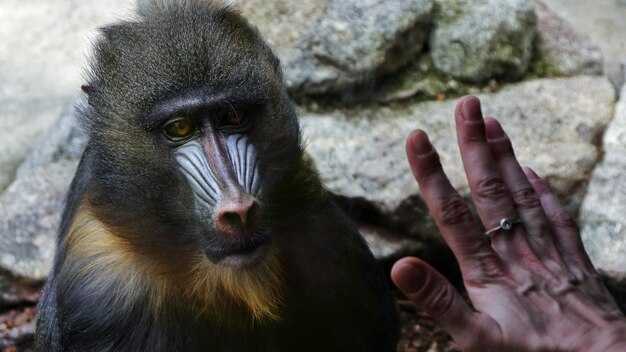 Использование игрушек и инструментов для изучения абстрактного мышления