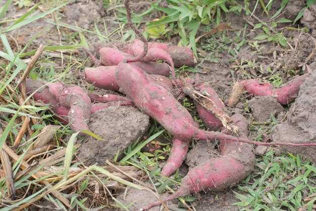 Как выглядит батат: фото корнеплодов и листвы