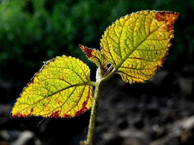 Определение фотосинтеза и его механизм