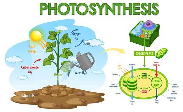 Роль хлорофилла в фотосинтетическом процессе