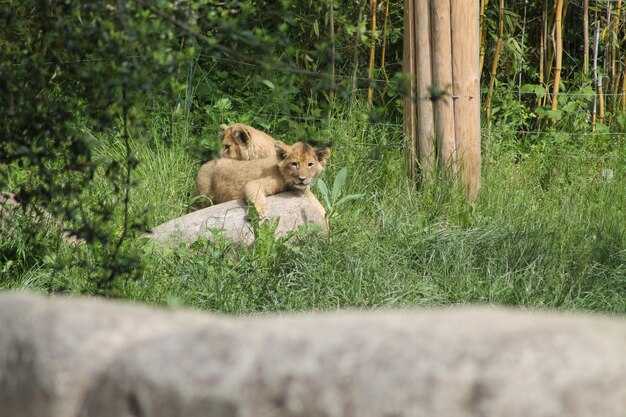Методы отслеживания и изучения львов в дикой природе