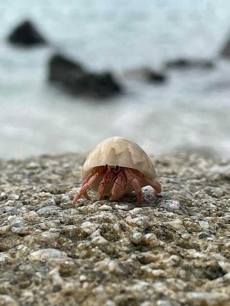 Сигналы, помогающие черепашкам понять, когда вылупляться