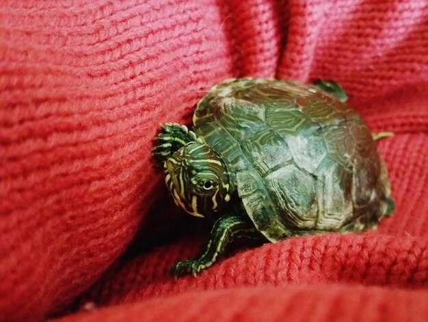 Оптимальная продолжительность спячки