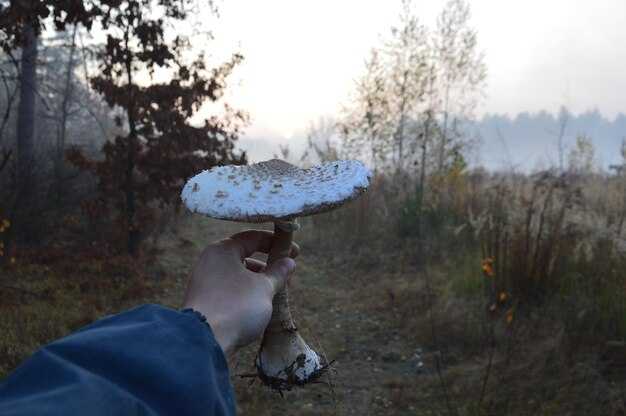 Опасности и ядовитость дымящихся грибов