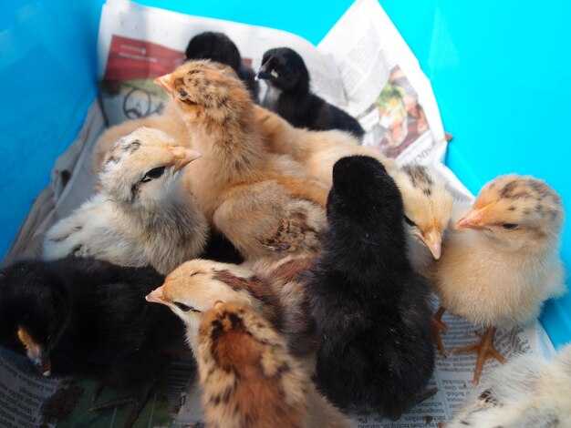 Комплекс совместно живущих видов животных