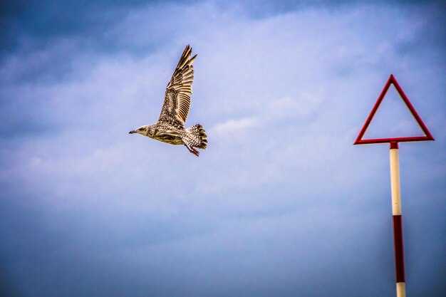 Влияние окружающей среды на поведение птиц