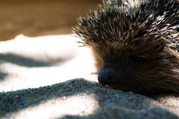 Как сохранить дикобразов в природе: охранные меры
