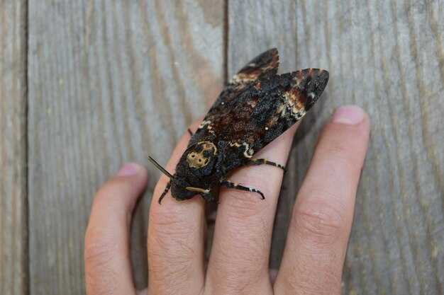 Как челюсти жука оленя связаны с его экосистемой?