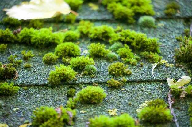 Полезные и вредные свойства зеленых комков