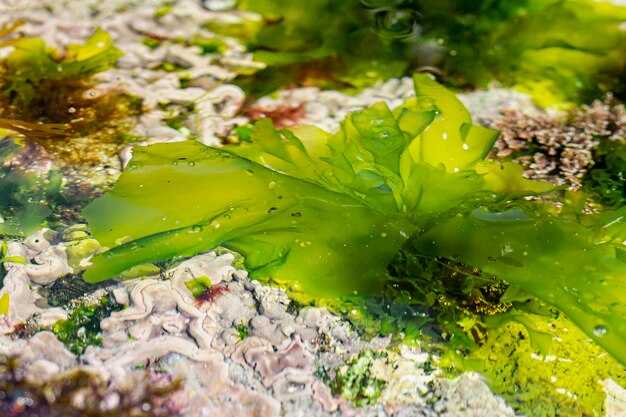 Причины появления ярко зеленых комков в прудах