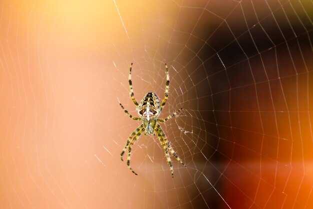 Что такое паутина и для чего она нужна?