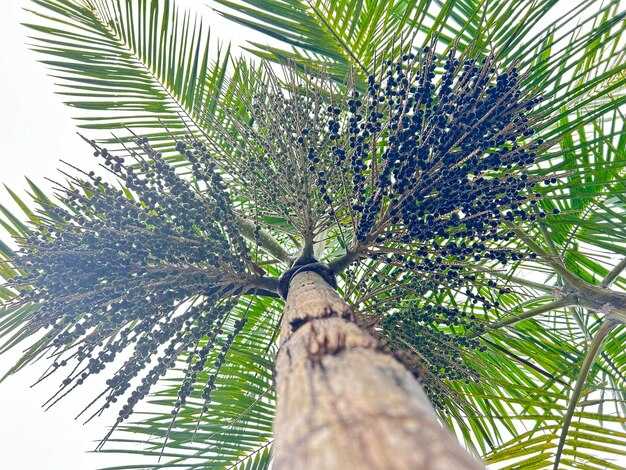 Фотографии свежих фиников на дереве в разных странах