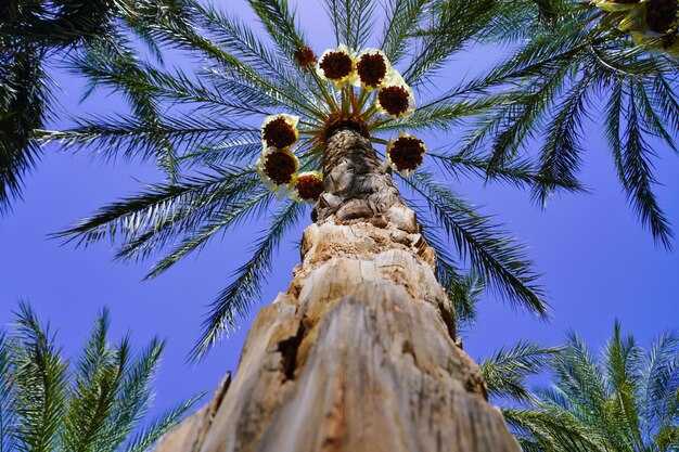 Распространенные сорта фиников и их отличия