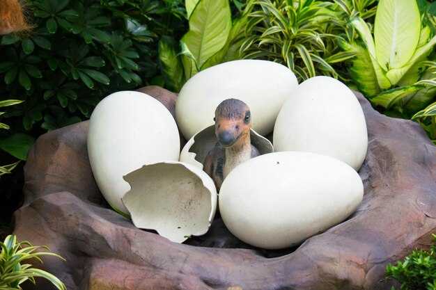 Описание птицы, не несущей яйца