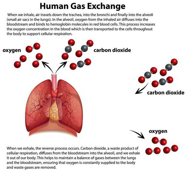 Механизмы уменьшения сопротивления при кислородном обмене