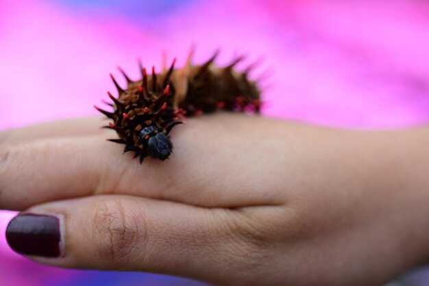 Структура клеток цианобактерий в лишайниках