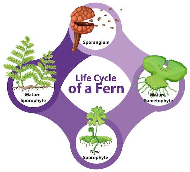 Практические советы по запоминанию стадий