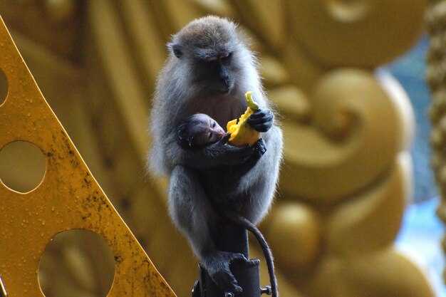 Эмоциональный интеллект: как обезьяны выражают чувства