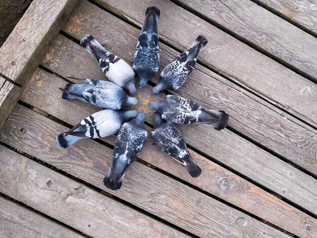 Влияние изменения среды на форму и размер клюва