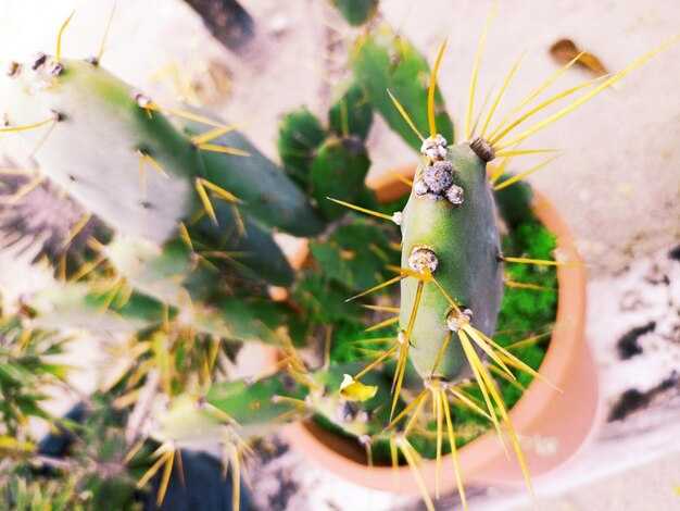 Применение красителей из кошенили в текстильной промышленности