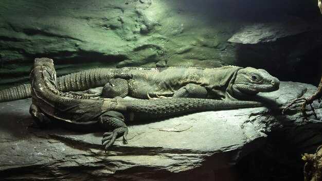 Роль скелета в развитии вида: от рыб к амфибиям