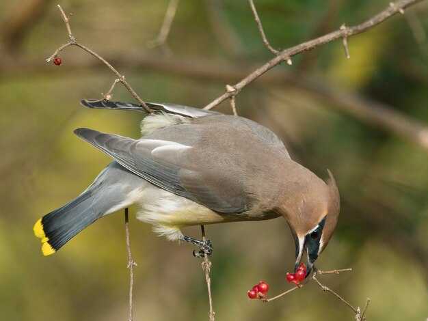 Маленькая птичка с красной грудкой похожая на воробья, но не снегирь: как называется?
