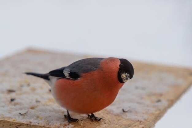 Значение птички в экосистеме