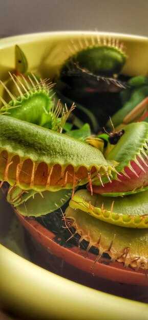 Будущее исследований хитина и его применение