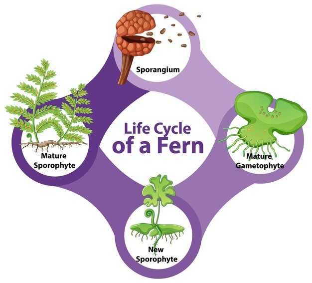 Биосинтетические пути хитина в организме