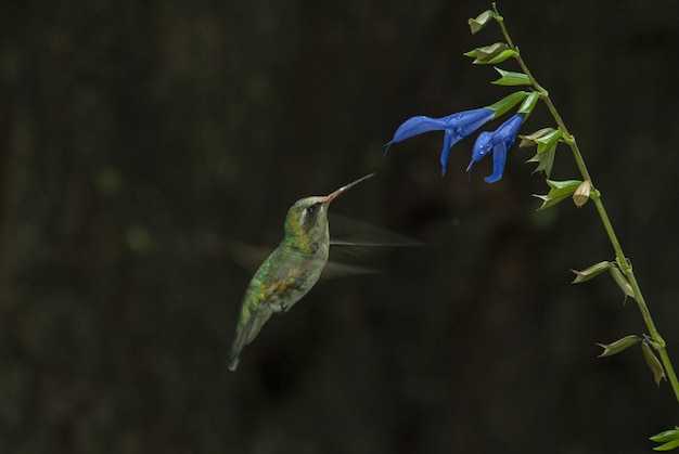 Что такое странствующий мотылек: описание