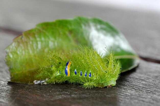 Сравнение метаболических путей у прокариотов и эукариотов