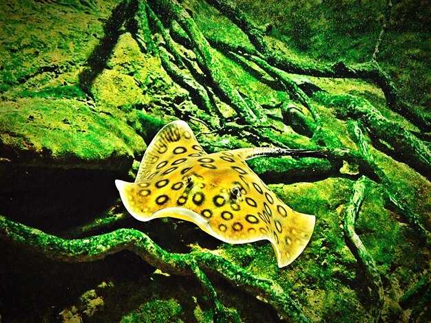 Как растения используют солнечную энергию для синтеза глюкозы