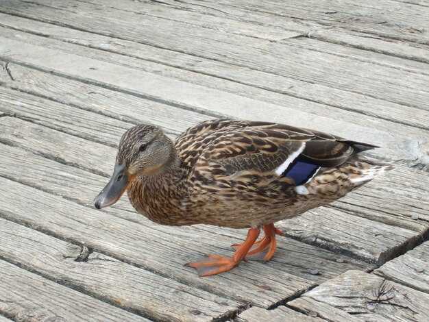 Как отличить самца от самки у рыжей утки