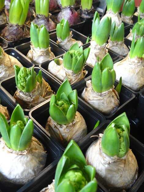 Роль в поддержании здоровья почвы и экосистем