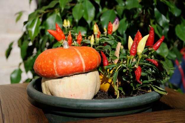 Примеры однодомных растений в природе