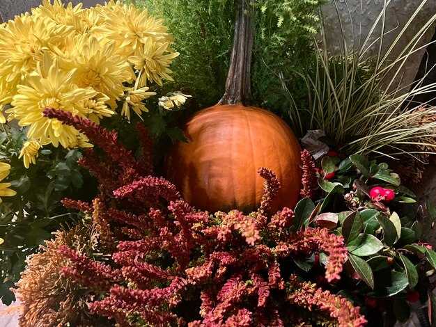 Исторический аспект однодомных растений