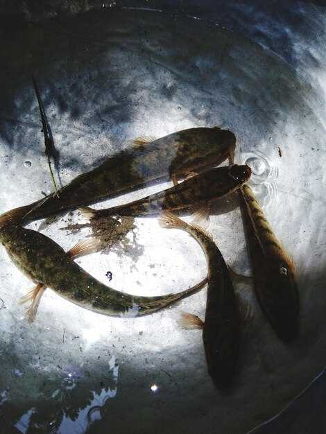 Какова роль латимерии в экосистеме океана?