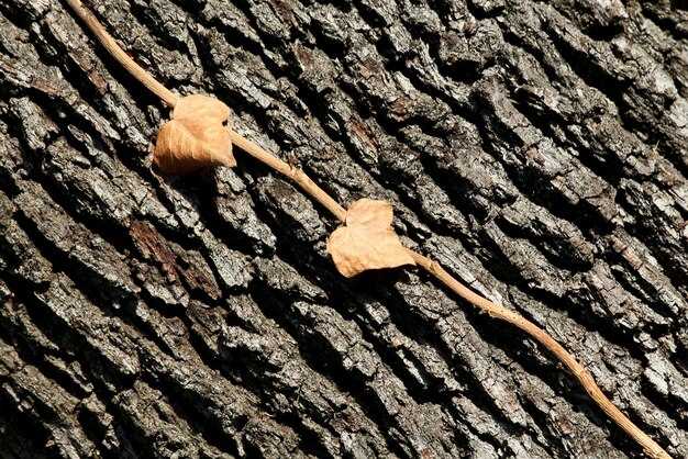 Сравнение находок в различных регионах мира