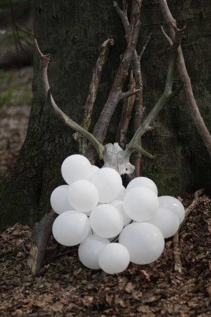 Как рассчитать вероятность вытаскивания белого шарика