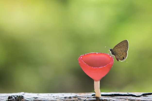 Грибы и технологии: Инновации на базе грибных материалов