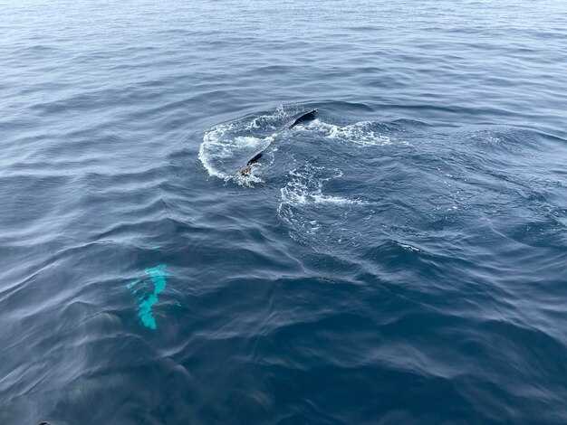 Какие особенности развились у китообразных в связи с обитанием в водной среде